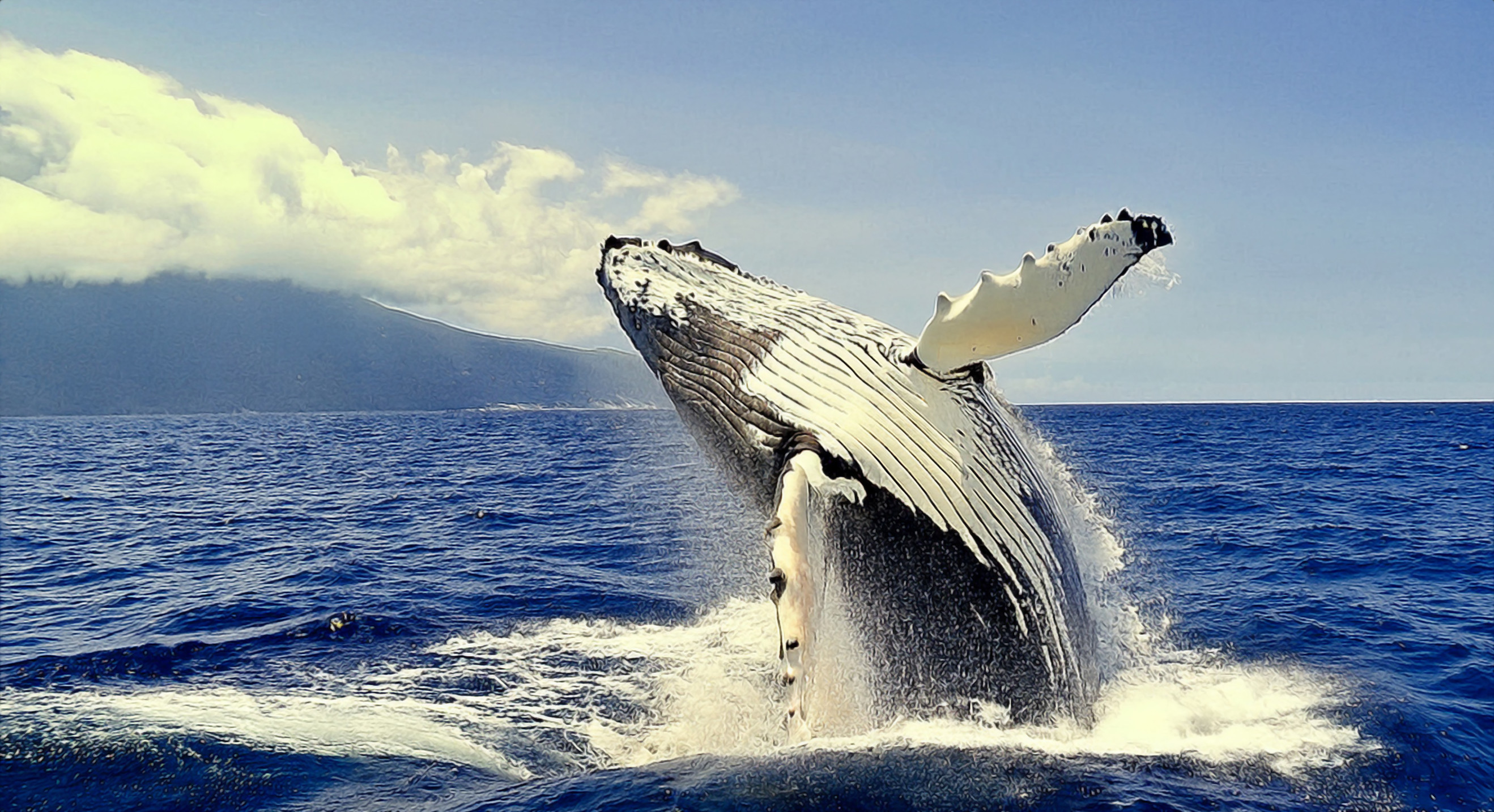 Whale behaviour observation
