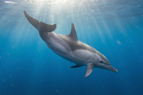 Dolphin sighting