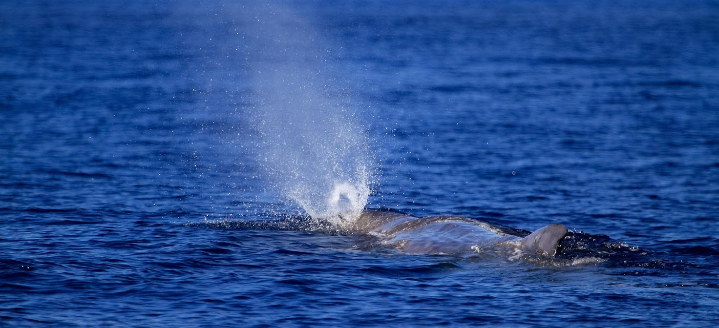 Sperm whale fluke