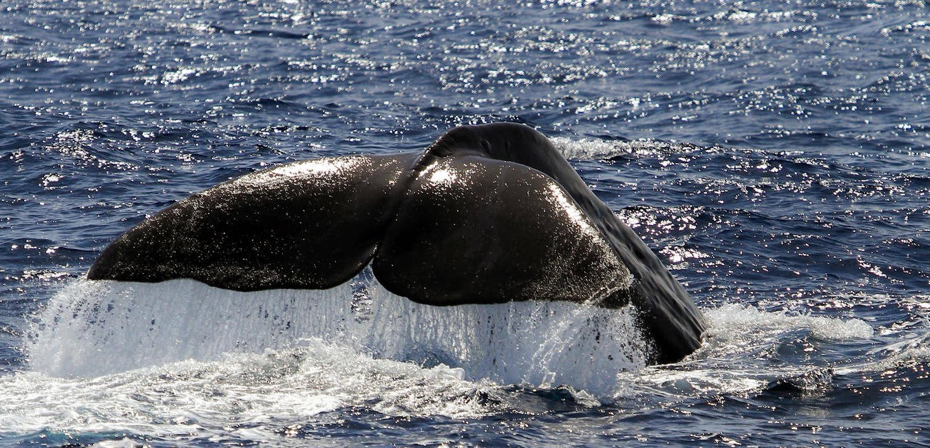 Sperm whale dive