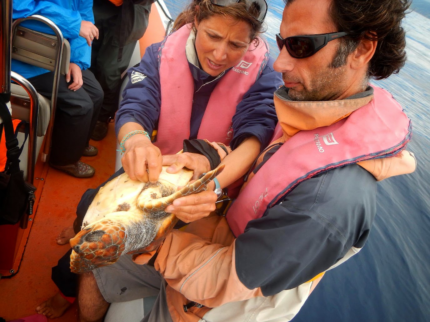 Sea turtle in Azorean waters