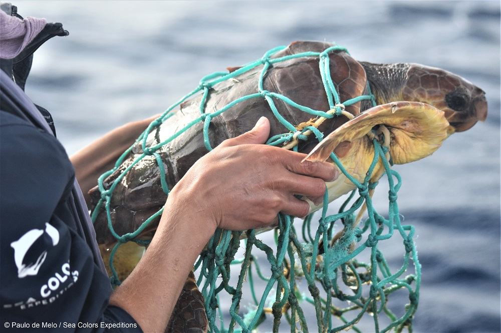 Sea turtle in net