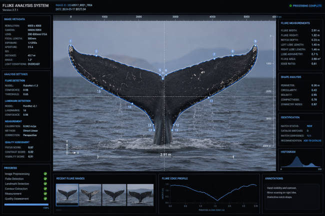Whale fluke